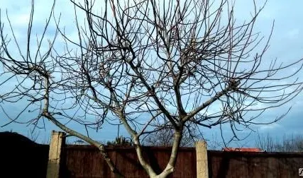 Фото №0 Обрезка плодовых деревьев