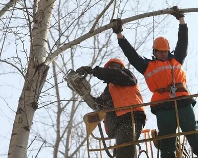 фото Обрезка тополей, кустарников, насаждений