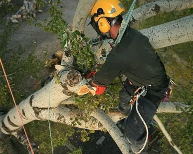 фото Спиливание деревьев