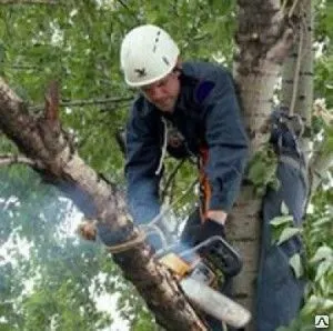 фото Спил дерева целиком