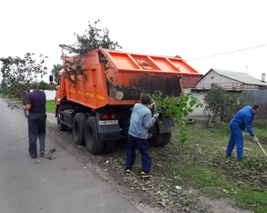 фото Вывоз веток, деревьев и поросли