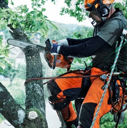 Фото №0 Спил деревьев