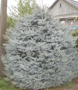 фото Ель колючая (голубая).