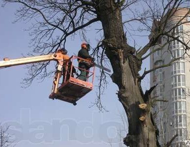 фото Услуги по спилу деревьев с использованием автовышки