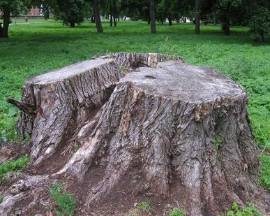 фото Удаление пней в Нижнем Новгороде