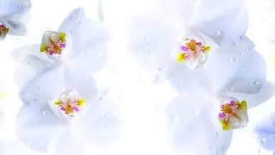 фото Глянцевые стеновые панели МДФ 2800*610*6 FM 16