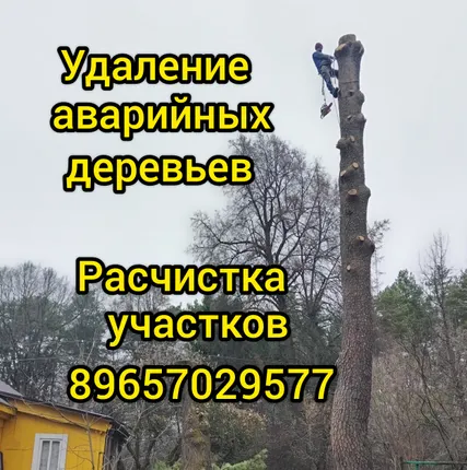 Фото №0 Спил обрезка деревьев