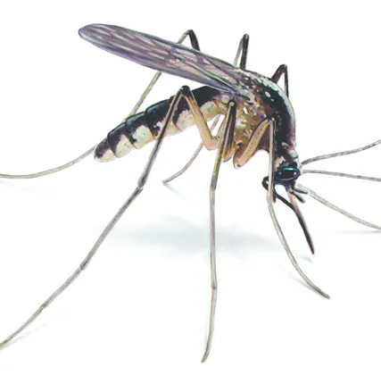 Фото №0 Уничтожение комаров, борьба с комарами, избавиться от комаров.