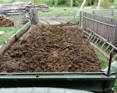 фото Навоз коровий с доставкой в Дунай