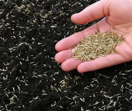 Фото №0 Устройство газона