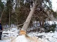 Фото №0 Спиливание деревьев