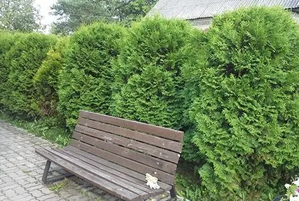 Фото №0 Сезонное
 обслуживание живой изгороди