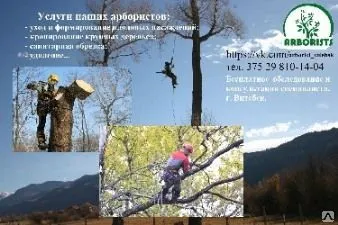 фото Обрезка деревьев