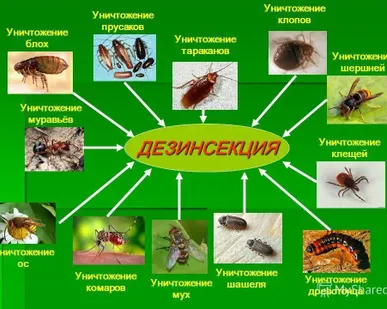 фото Уничтожение насекомых