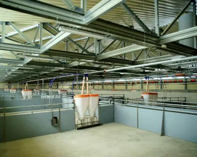 фото Строительство свинарников