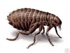 фото Дезинсекция офиса от блох