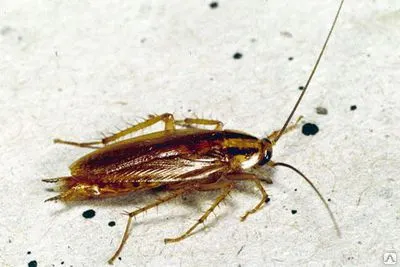 Фото №0 Морить тараканов и других насекомых в Самаре и области