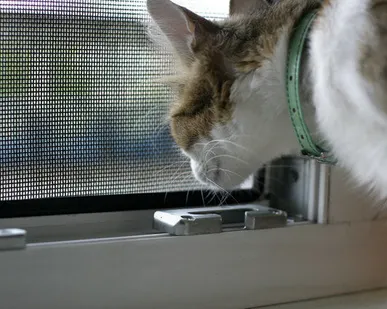 фото Москитные сетки