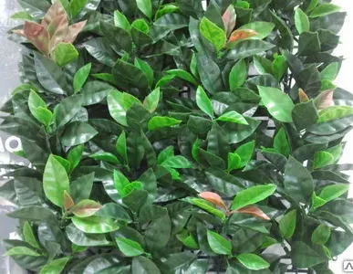 фото Декоративная изгородь Фотиния