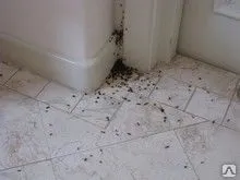 фото Дезинсекция квартиры от муравьев