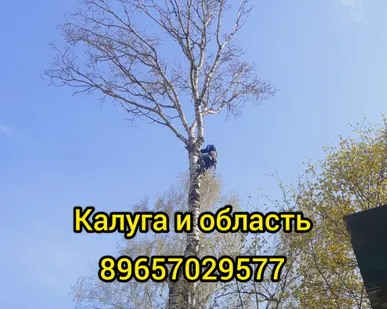 фото Спил обрезка деревьев