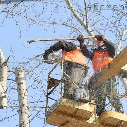 Фото №0 Спиливание деревьев