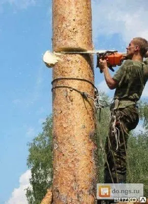 Фото №0 Вырубка деревьев