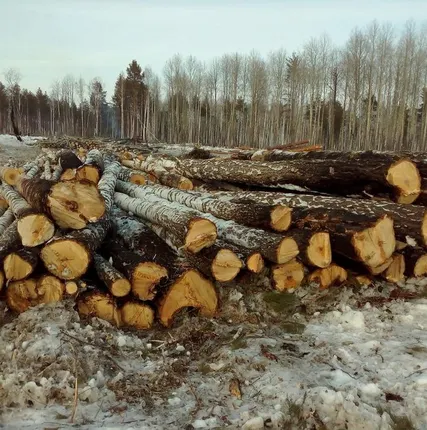 Фото №0 Пиловочник берёзы (фанкряж)