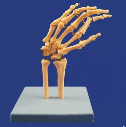 Фото №0 Модель лучезапястного сустава