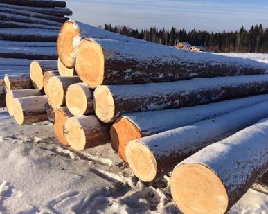 фото Лес круглый, КЕДР, подарок