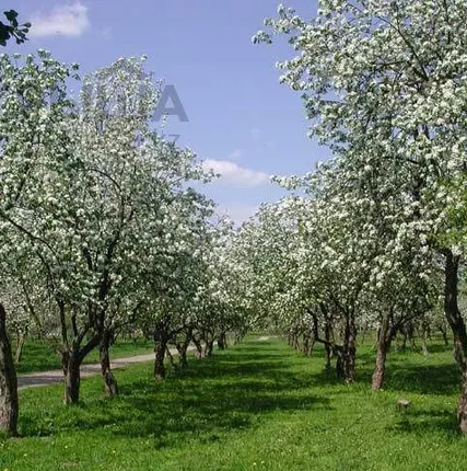 Фото №0 Профессиональная обрезка сада. Агроном