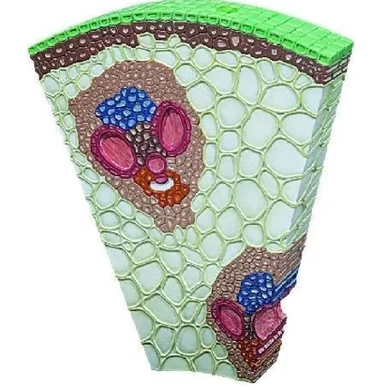 Фото №0 Учебные модели по ботанике