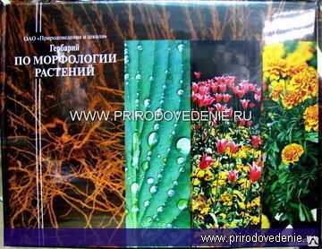 фото Гербарий "Морфология растений" А3