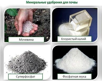 фото Закупаем калийные удобрения