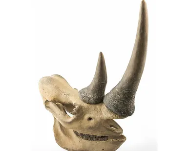 фото Фигура череп носорога Shishi CF1130579-F66