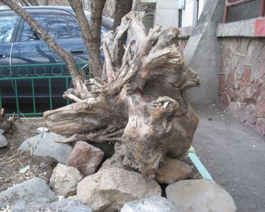фото Ландшафтный дизайн