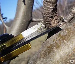 фото Обрезка сада