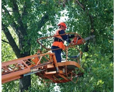 фото Валка деревьев в городских условиях