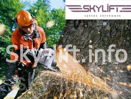 Фото №0 Спил деревьев с использованием гидроподъемника