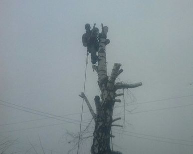 фото Спил деревьев