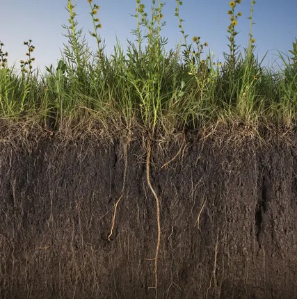 Фото №0 Доставка грунта в Дубне