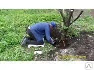 Фото №0 Выкорчёвывание кустарников.