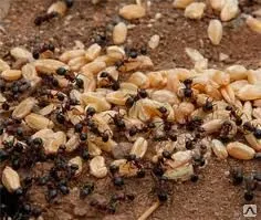 фото Дезинсекция склада от муравьев