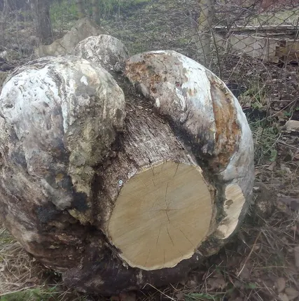 Фото №0 Слэбы из дерева. Сувель дуба, Кап