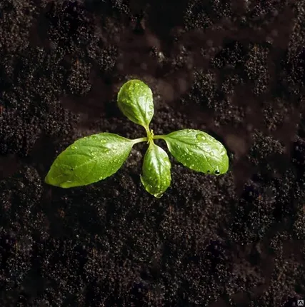 Фото №0 Грунт плодородный (чернозем, торф) с доставкой самосвалом