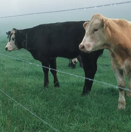 Фото №0 Электропастух на 4 Га 3-х рядный для КРС, телят и овец