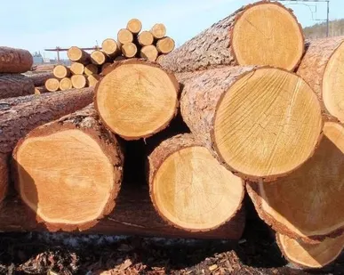 фото Кругляк пиловочник сосна, D 18-54 см, длина 6 м, естественной влажности