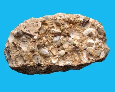 фото Ракушечник