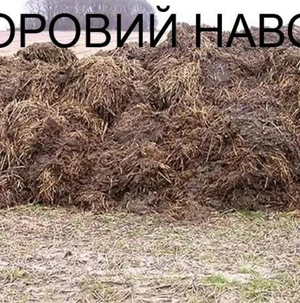 Фото №0 Навоз
с доставкой Хово 25 тонн (18м3)