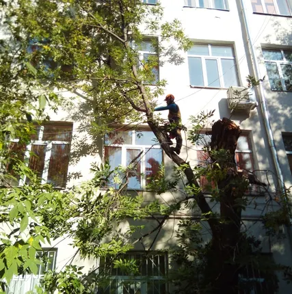 Фото №3 Вырубка, спил, валка деревьев
